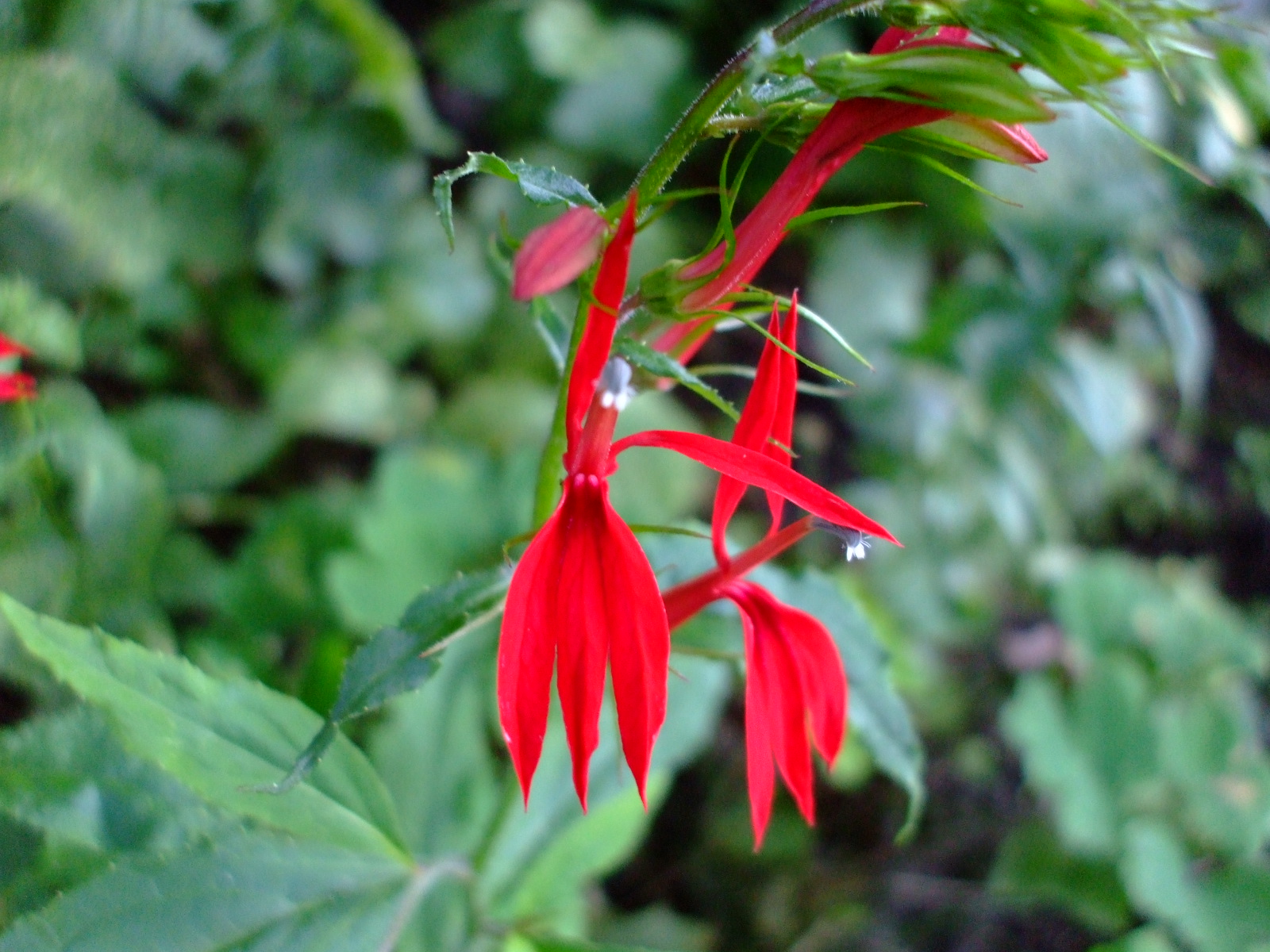 Lobelia cardinalis